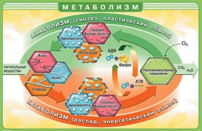 Худеющих флудильня - metabolizm01.jpg