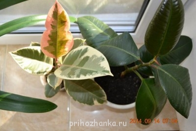 Мои комнатные растения. - 1.jpg