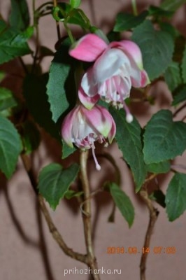 Мои комнатные растения. - 3.jpg