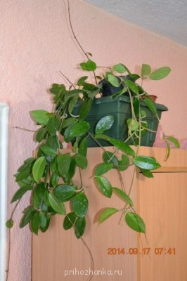 Мои комнатные растения. - 4.jpg