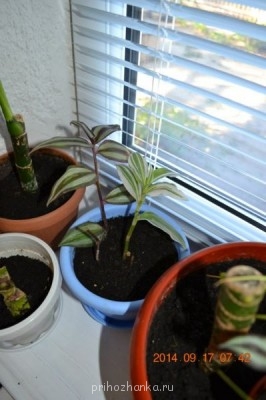 Мои комнатные растения. - 6.jpg