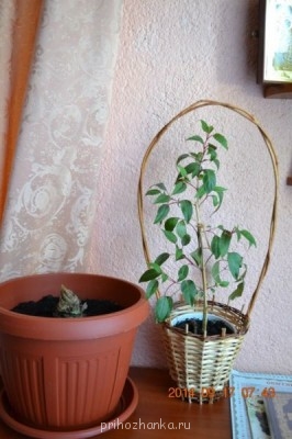 Мои комнатные растения. - 7.jpg
