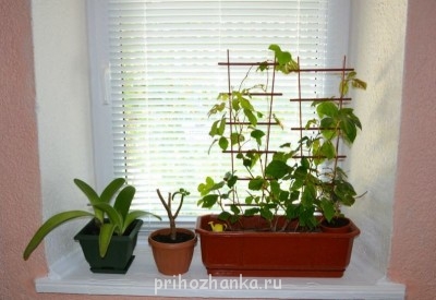 Мои комнатные растения. - 8.jpg