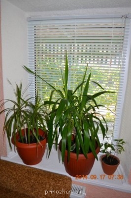 Мои комнатные растения. - 9.jpg