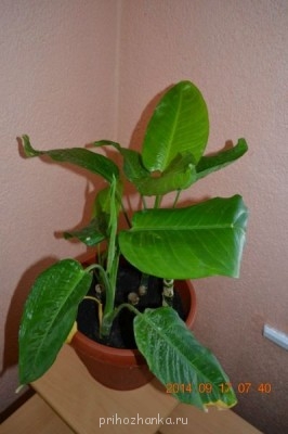 Мои комнатные растения. - 10.jpg