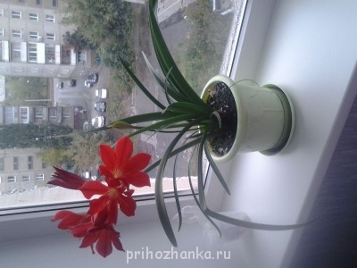 Мои комнатные растения. - 20140917_103600.jpg