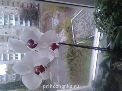 Мои комнатные растения. - 20140917_103624.jpg