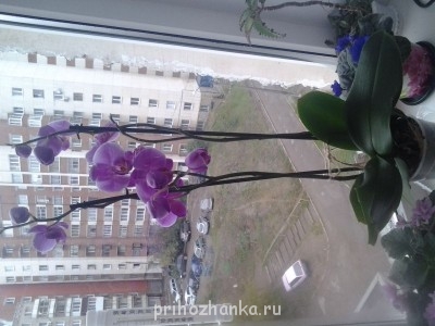 Мои комнатные растения. - 20140917_103631.jpg