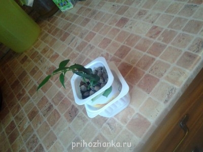Мои комнатные растения. - 20140917_103640.jpg