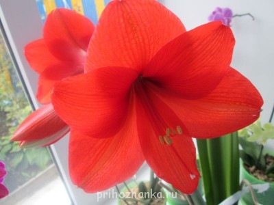 Мои комнатные растения. - IMG_0006.jpg