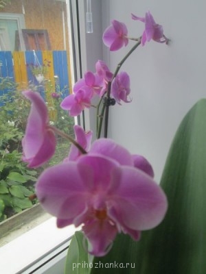 Мои комнатные растения. - IMG_0010 (1).jpg