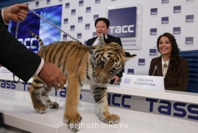 Что нам попалось в мировой сети... - 3851291.jpg