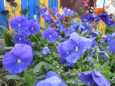 Декоративные садовые растения. - IMG_0015.jpg