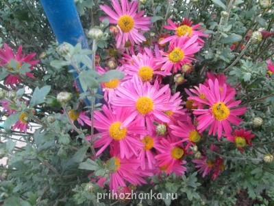 Декоративные садовые растения. - IMG_0017 (6).jpg