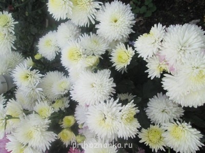 Декоративные садовые растения. - IMG_0019.jpg