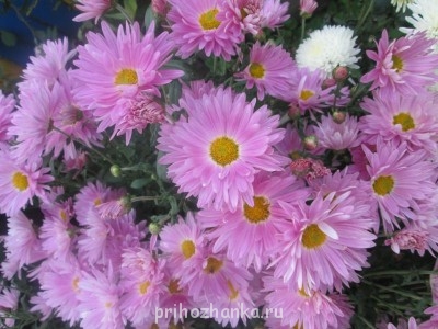 Декоративные садовые растения. - IMG_0020 (14).jpg