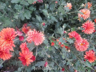 Декоративные садовые растения. - IMG_0021 (16).jpg