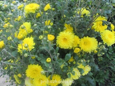 Декоративные садовые растения. - IMG_0022 (18).jpg