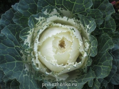 Декоративные садовые растения. - IMG_0023 (21).jpg