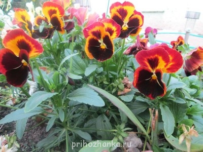 Декоративные садовые растения. - IMG_0024.jpg