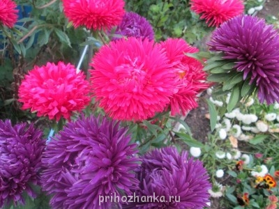 Декоративные садовые растения. - IMG_0025.jpg