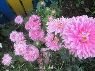 Декоративные садовые растения. - IMG_0026.jpg