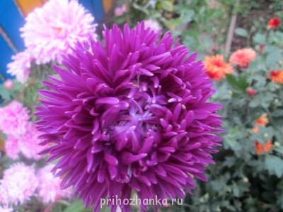 Декоративные садовые растения. - IMG_0027 (28).jpg