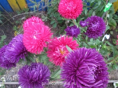 Декоративные садовые растения. - IMG_0028.jpg