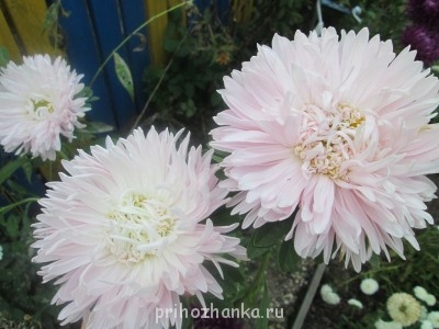 Декоративные садовые растения. - IMG_0029 (32).jpg