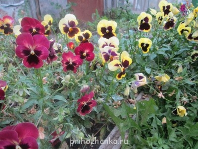 Декоративные садовые растения. - IMG_0030 (34).jpg