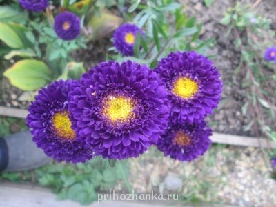 Декоративные садовые растения. - IMG_0032.jpg