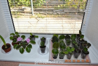 Мои комнатные растения. - DSC_3789.JPG