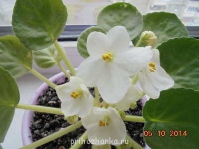 Мои комнатные растения. - DSC00821.JPG