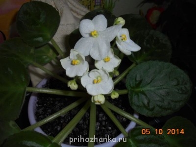 Мои комнатные растения. - DSC00818.JPG