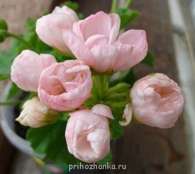 Мои комнатные растения. - 2014-07-02 13.34.15-1.jpg