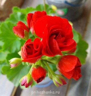 Мои комнатные растения. - 2014-07-02 13.34.39-1.jpg