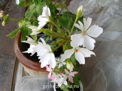 Мои комнатные растения. - 2014-07-02 13.36.58.jpg