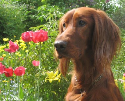 Какое животное Вы бы хотели завести? - 46193_750x650.jpg