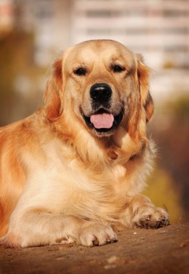 Какое животное Вы бы хотели завести? - A10-13_6.jpg