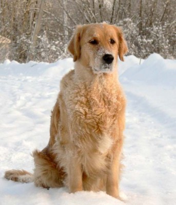 Клуб кинологов-любителей - 1322957310_Golden_Retriever.jpg