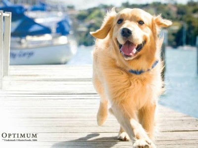 Клуб кинологов-любителей - 2091422ca7ec.jpg