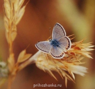 А у вас сейчас какое настроение? - a68gx9cgJns.jpg