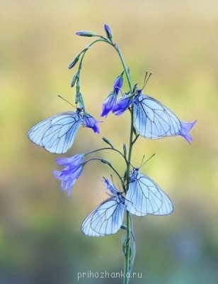 А у вас сейчас какое настроение? - -t7qNSPFmTM.jpg