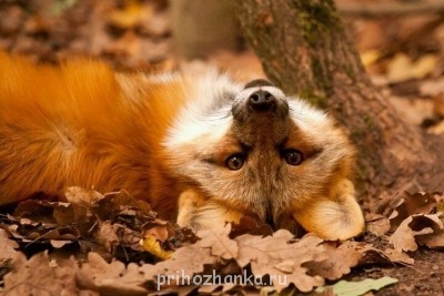 ВСЁ обо ВСЁМ или наши флудилки - uQ0Rc2-LywA.jpg