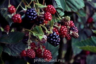 Доброго утра Хорошего дня Спокойной ночи  - DHp_-1xyBoQ.jpg