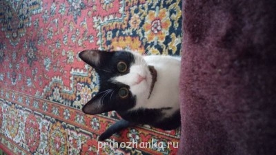 Кого из животных вы содержите? Фото приветствуется. - 20140924_161935_HDR.jpg