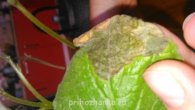 Мои комнатные растения. - DSC_0754.JPG