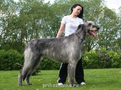 Какое животное Вы бы хотели завести? - irlandskij_volkodav_6.jpg