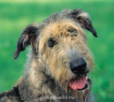 Какое животное Вы бы хотели завести? - irl2.jpg