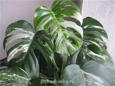 Мои комнатные растения. - 129169364054006427 (1).jpg